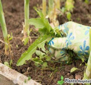 14 Proven Organic Weed Control Methods: Mechanical & Chemical Control