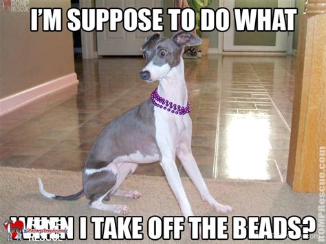 Italian Greyhound Memes - part 1 - ROMP Italian Greyhound Rescue ...