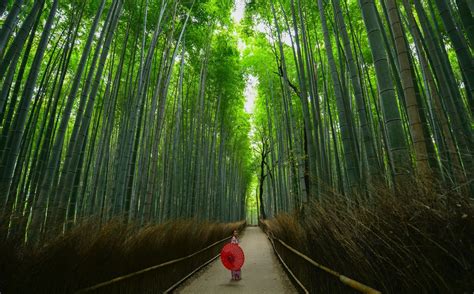 Discover Sagano Bamboo Forest tours in Japan