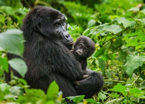 How to Choose a Uganda Gorilla Trek (Best Time to Go, Tour Companies ...