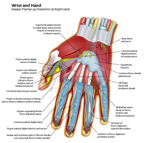 Muscles of the hand - Wikipedia