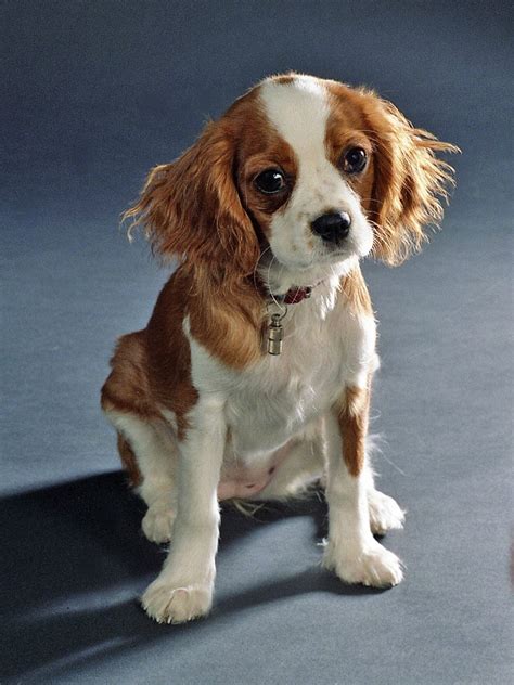 Cavalier King Charles Spaniel Grooming: A Guide with Haircut Pictures