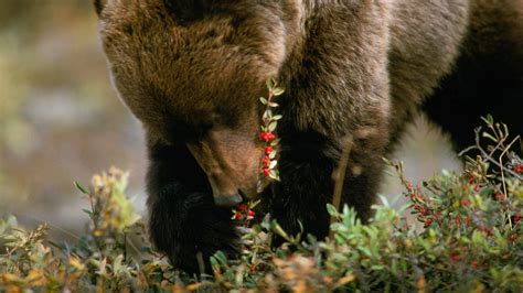 Grizzly Bears Eating Berries