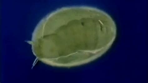 How many fleas are in one egg? | FleaScience