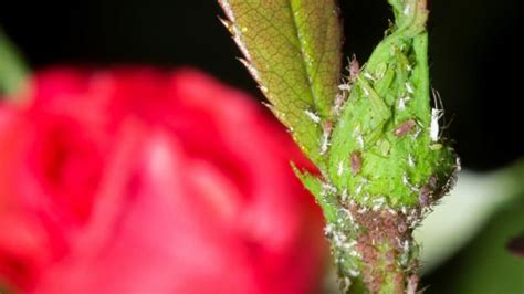 Aphids on Roses — Here's How to Get Rid of Them