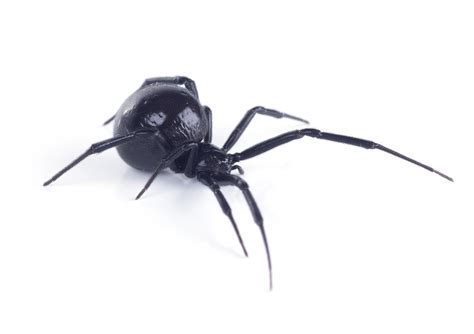 Black Widow Spider Bite Stages and Symptoms | AAI Pest Control