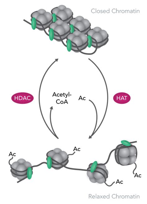 Histone Acetylation