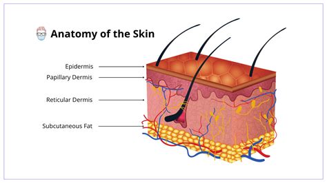 Skin Layers