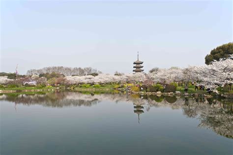 These Webcams Let You View Cherry Blossoms Around the World