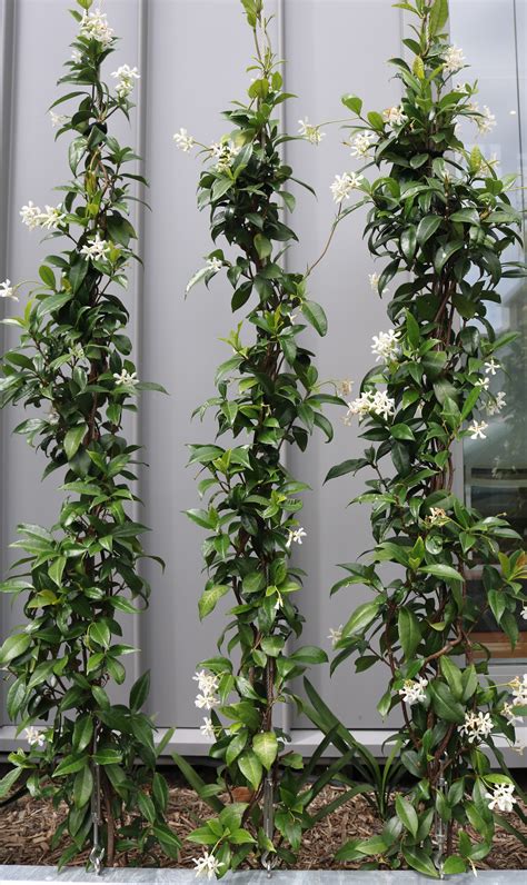 Chinese Star Jasmine, Trachelospermum jasminoides | HEDGE