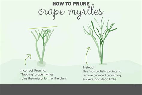 How To Prune A Crepe Myrtle Correctly, 40% OFF