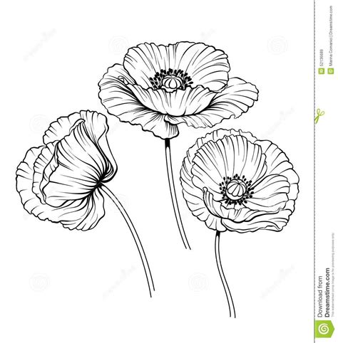 Poppy drawing, Poppy flower drawing, Flower drawing