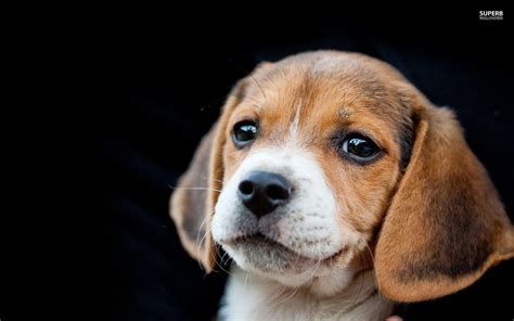 Beagle Puppy Wallpapers - Wallpaper Cave