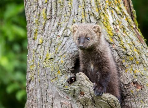 Elusive carnivores fishers from weasel family released in North ...