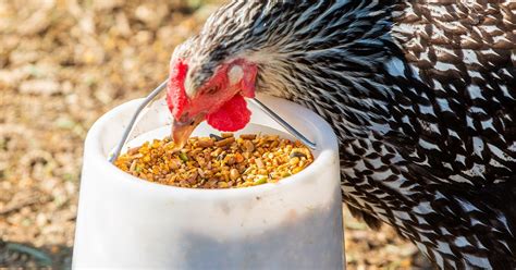 Poultry Management: What to Feed Laying Hens