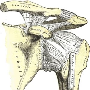 Glenohumeral Joint - Physiopedia