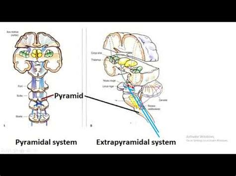 Extrapyramidal System Anatomy And Clinical Importance Kenhub