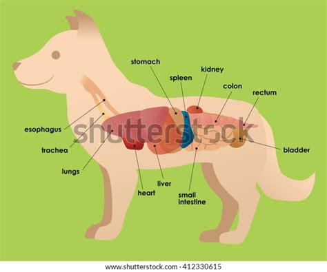 486 afbeeldingen voor dog internal organs: afbeeldingen, stockfoto‘s en ...