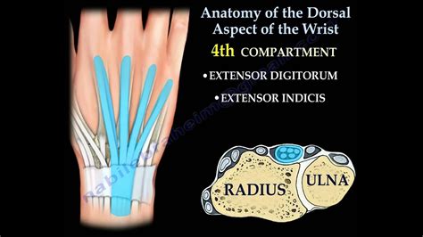 Dorsal Wrist Anatomy - Anatomical Charts & Posters