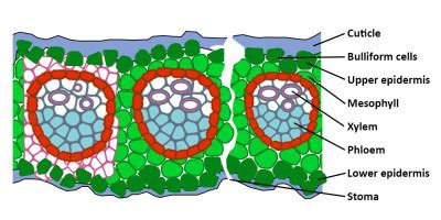 Cross Section Of Monocot Leaf Labeled