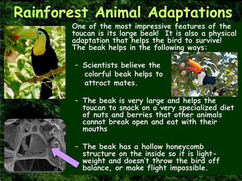 Rainforest Animals Adaptations List