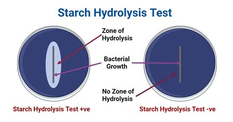 Starch Hydrolysis Test: Principle, Procedure, Results, Uses