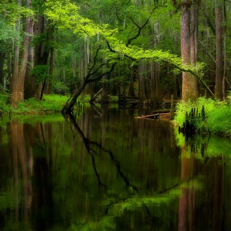 Cedar Creek - Congaree National Park, South Carolina | Congaree ...