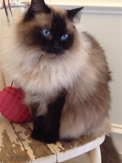 Ragdoll Cat Breeds With Pictures - Pets Lovers