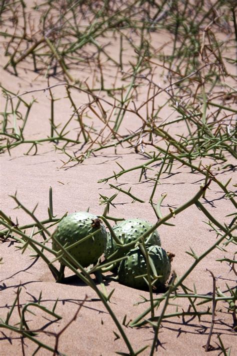 Namib Desert;Nara Plant