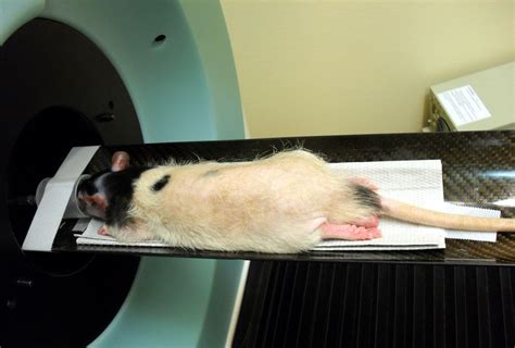 Animal Testing Facts - A Gruesome Cruelty That Needs To End