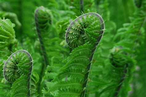 Growing Fiddlehead Ferns