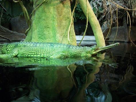 I love gharials, they are the most spectacular crocodilians ...