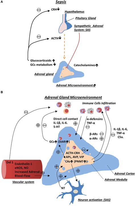 Frontiers | Adrenal Gland Microenvironment and Its Involvement in the ...