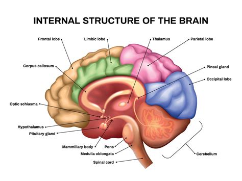 Configuracion Interna Cerebro Brain Anatomy Brain Diagram Brain System ...