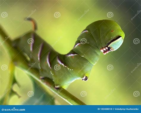 Caterpillar Butterfly Known As the Privet Hawk Moth Stock Photo - Image ...