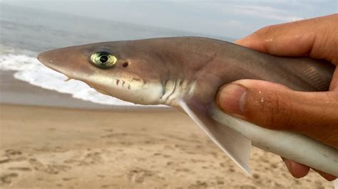 Is A Dogfish A Sand Shark