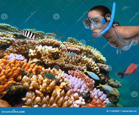 Young Woman Snorkeling in the Great Barrier Reef Queensland Aus Stock ...