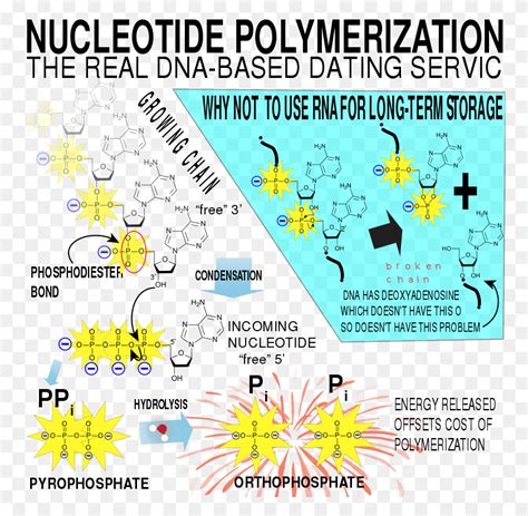 Nucleic Acid Polymerization Structure, Nature, Outdoors, Fireworks HD ...