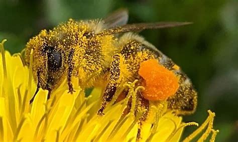 Beneficial Pollinators: Honey Bees and Bicolored Striped-Sweat Bee