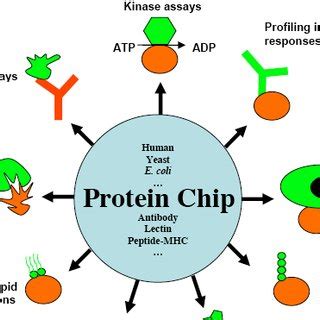 (PDF) Applications of Protein Microarray Technology