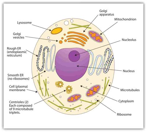 Simple Animal Cell Drawing at PaintingValley.com | Explore collection ...