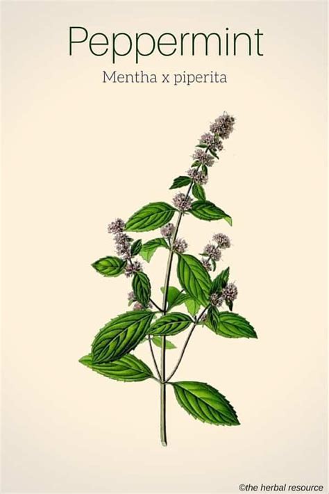 Andrographis paniculata uses benefits and side effects – Artofit