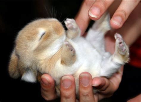 Sleeping Bunny – 1Funny.com