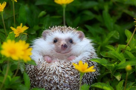 Cute Hedgehog – Telegraph