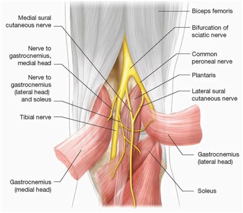 Nerve Repair and Reconstruction—Tibial Nerve | Plastic Surgery Key