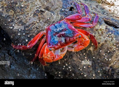 Mangrove crab hi-res stock photography and images - Alamy