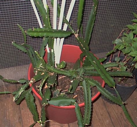 Tropicals forum: Dragon fruit cactus - Garden.org