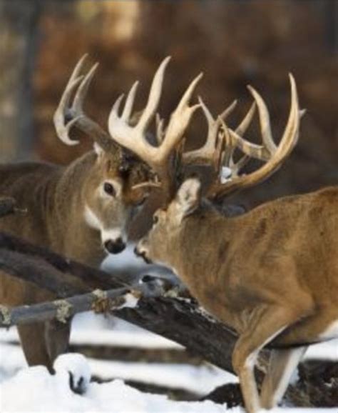 The Fight | Whitetail deer hunting, Whitetail deer pictures, Mule deer