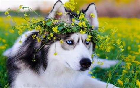 Husky Dog Wallpaper 4k | PixLith