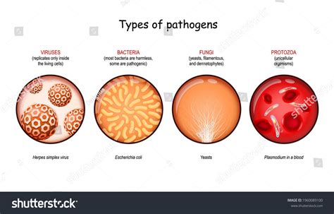 Types Pathogens Viruses Bacteria Fungi Protozoa Stock Vector (Royalty ...